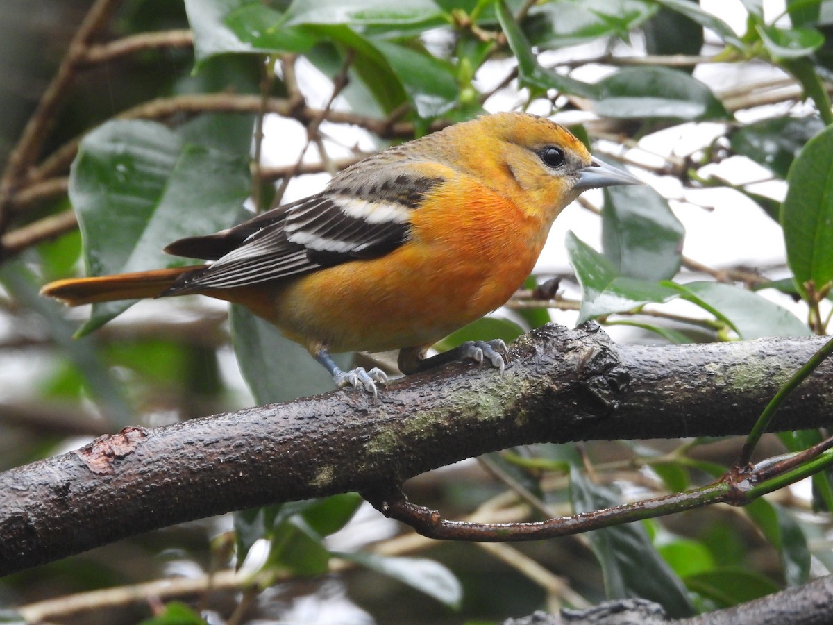 Baltimore Oriole - ML646254591