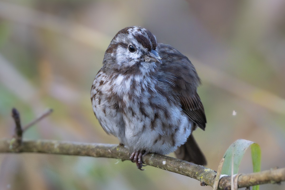 Певчая овсянка - ML646254592