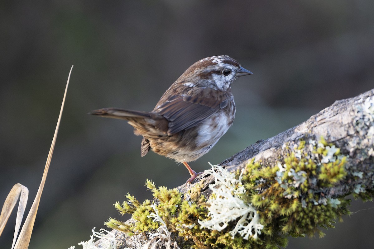 Певчая овсянка - ML646254596
