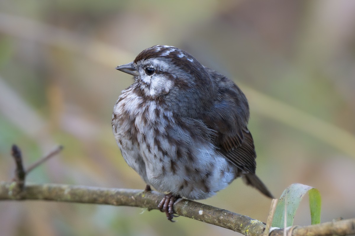 Певчая овсянка - ML646254611