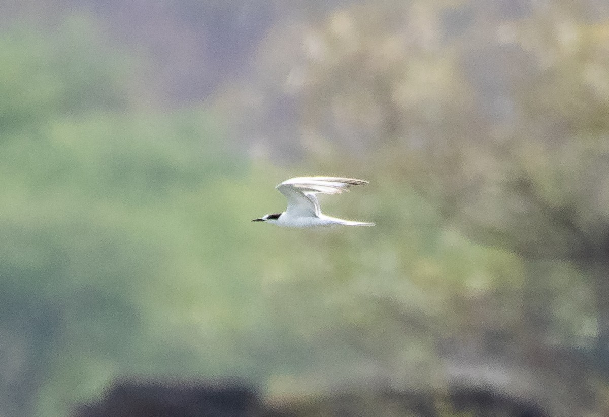 Common Tern - ML646254612