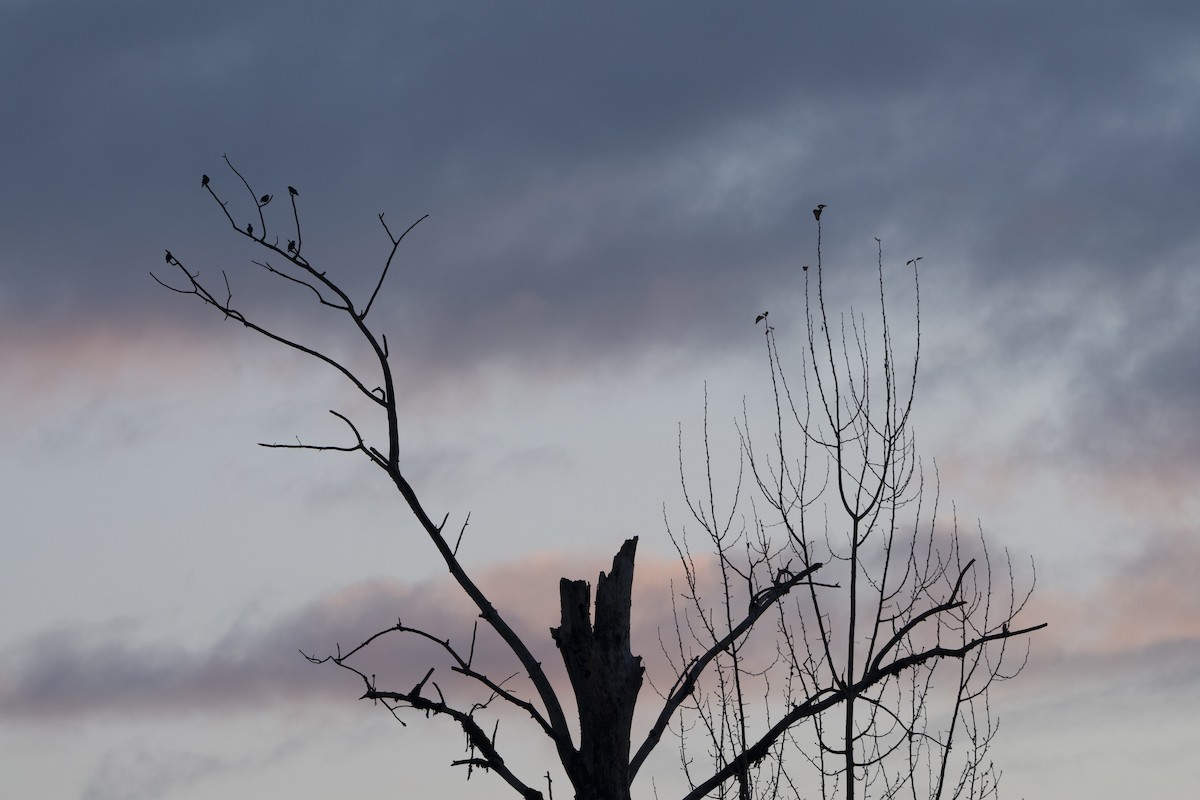 Обыкновенный скворец - ML646254615