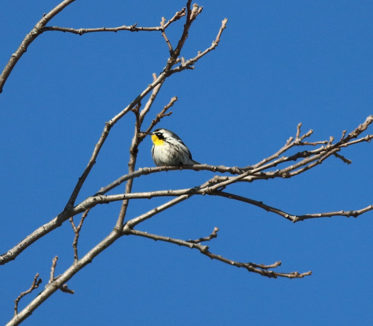 Yellow-throated Warbler - ML646254617