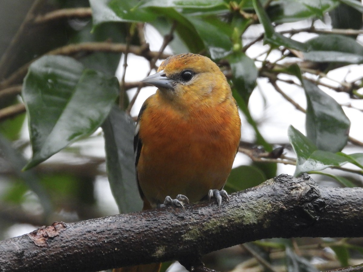 Baltimore Oriole - ML646254618