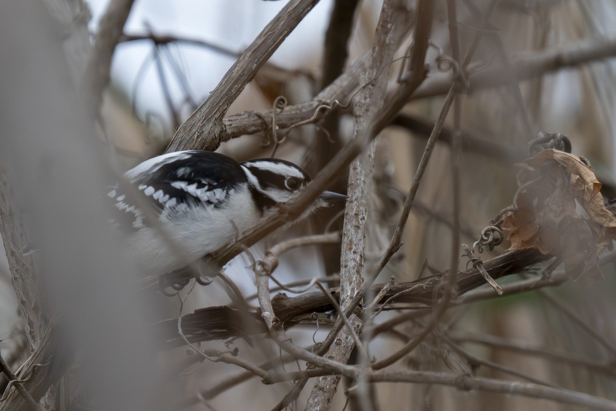 Hairy Woodpecker - ML646254621