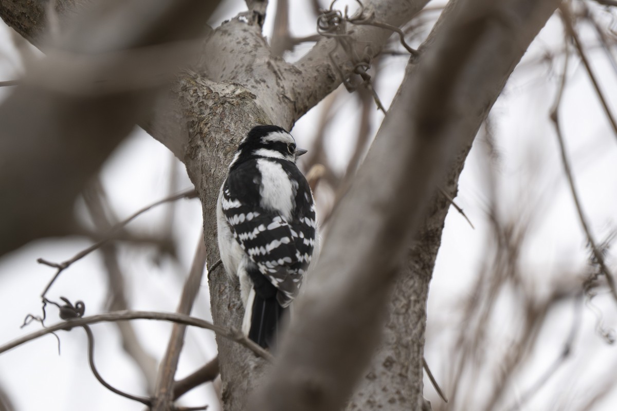 Hairy Woodpecker - ML646254627