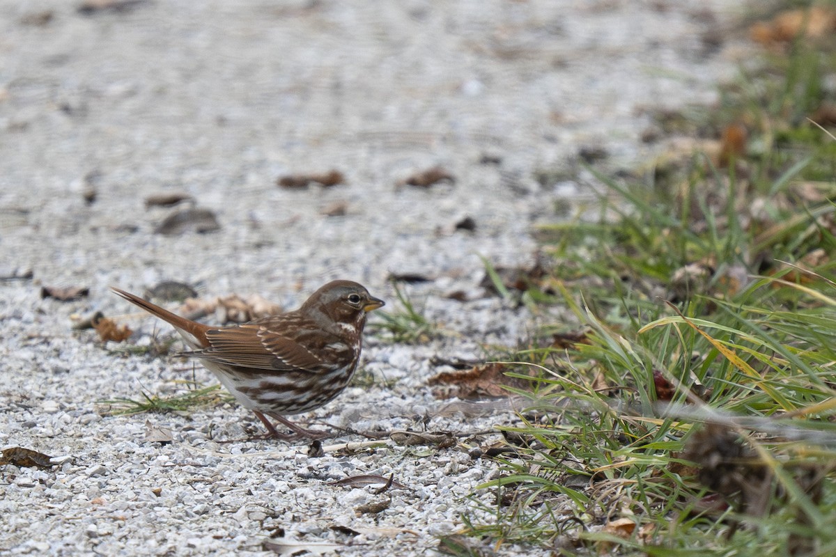 Fox Sparrow - ML646254630