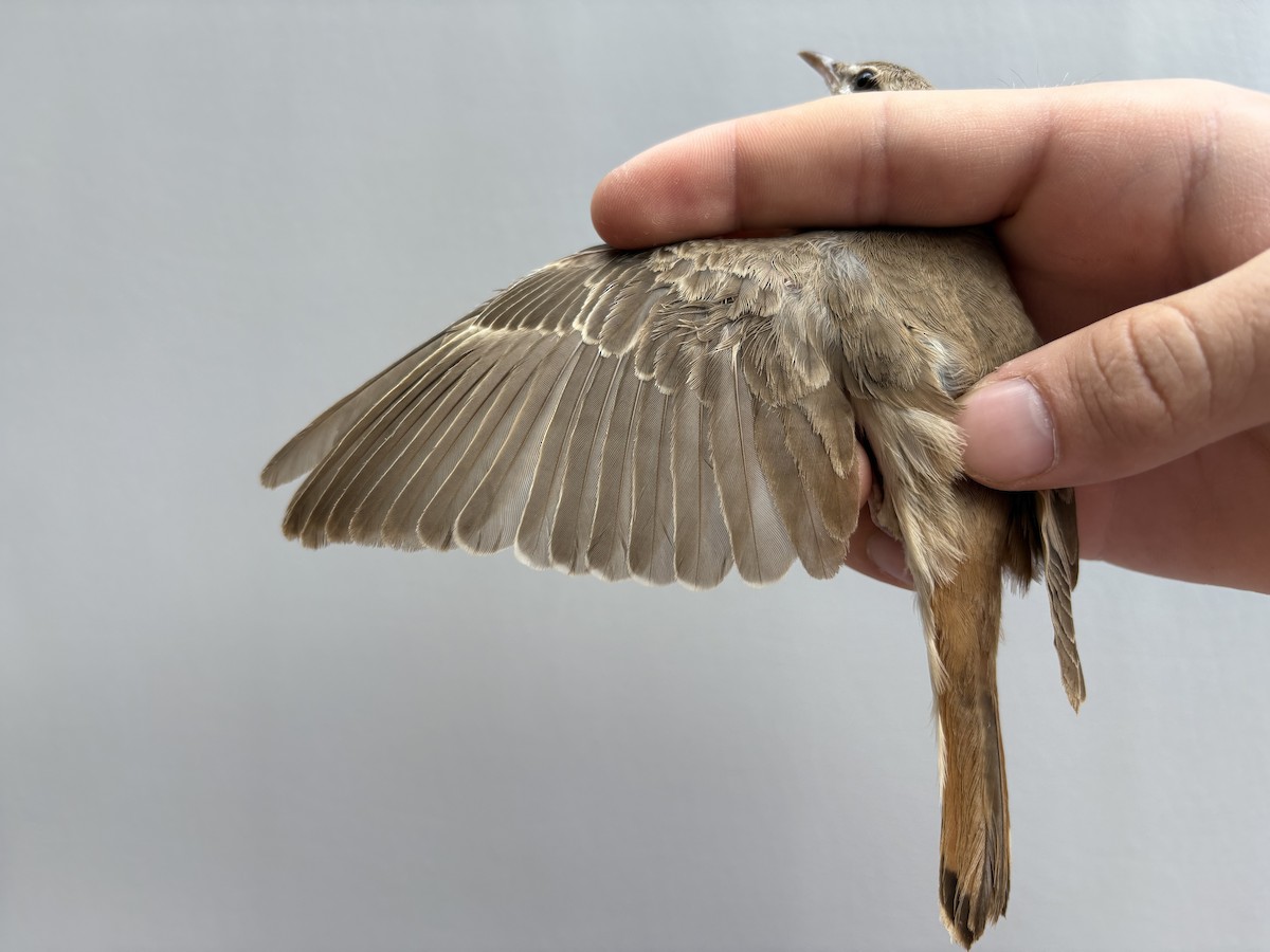 Rufous-tailed Scrub-Robin - ML646254638