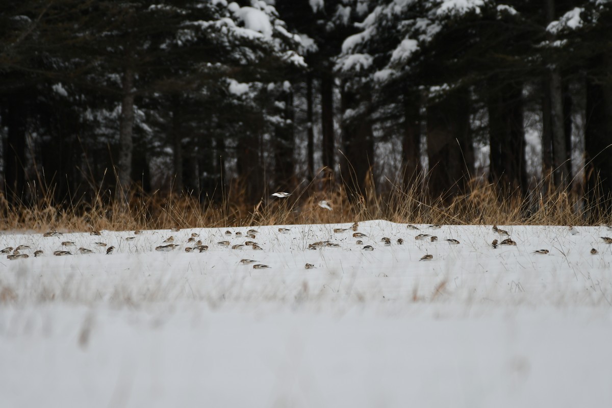 Snow Bunting - ML646254641