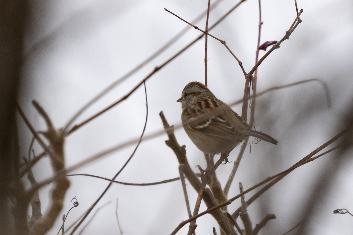 American Tree Sparrow - ML646254642