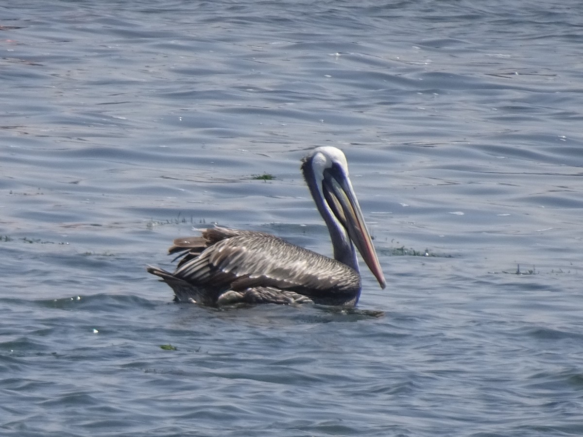 Peruvian Pelican - ML646254643