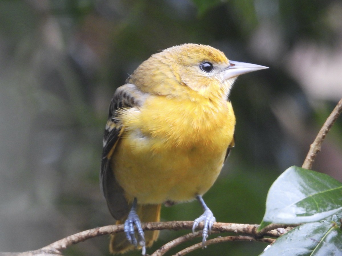 Baltimore Oriole - ML646254645