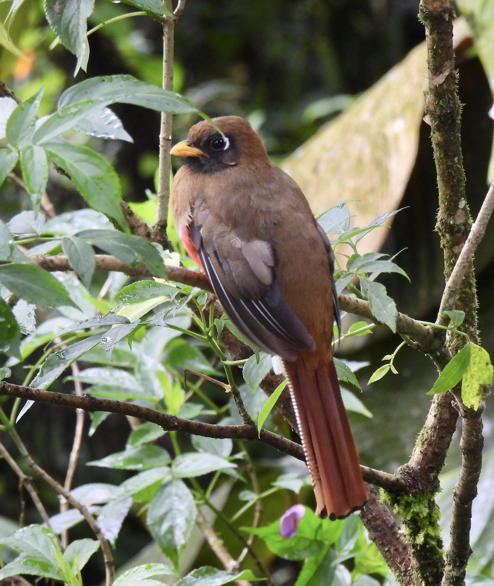 Trogón Enmascarado - ML646254647