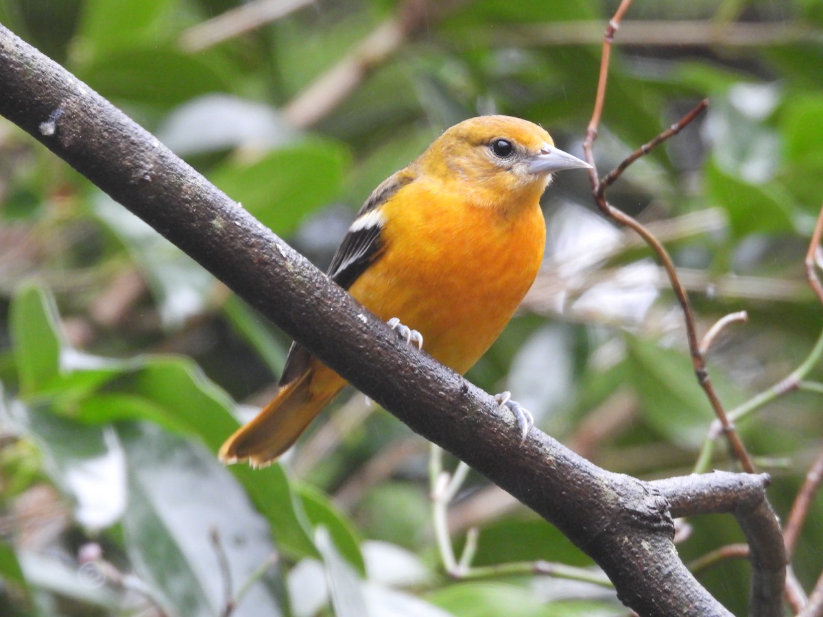 Baltimore Oriole - ML646254649