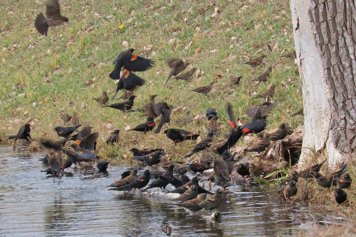 vlhovec červenokřídlý - ML646254651