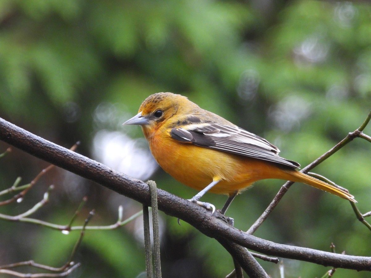 Baltimore Oriole - ML646254665
