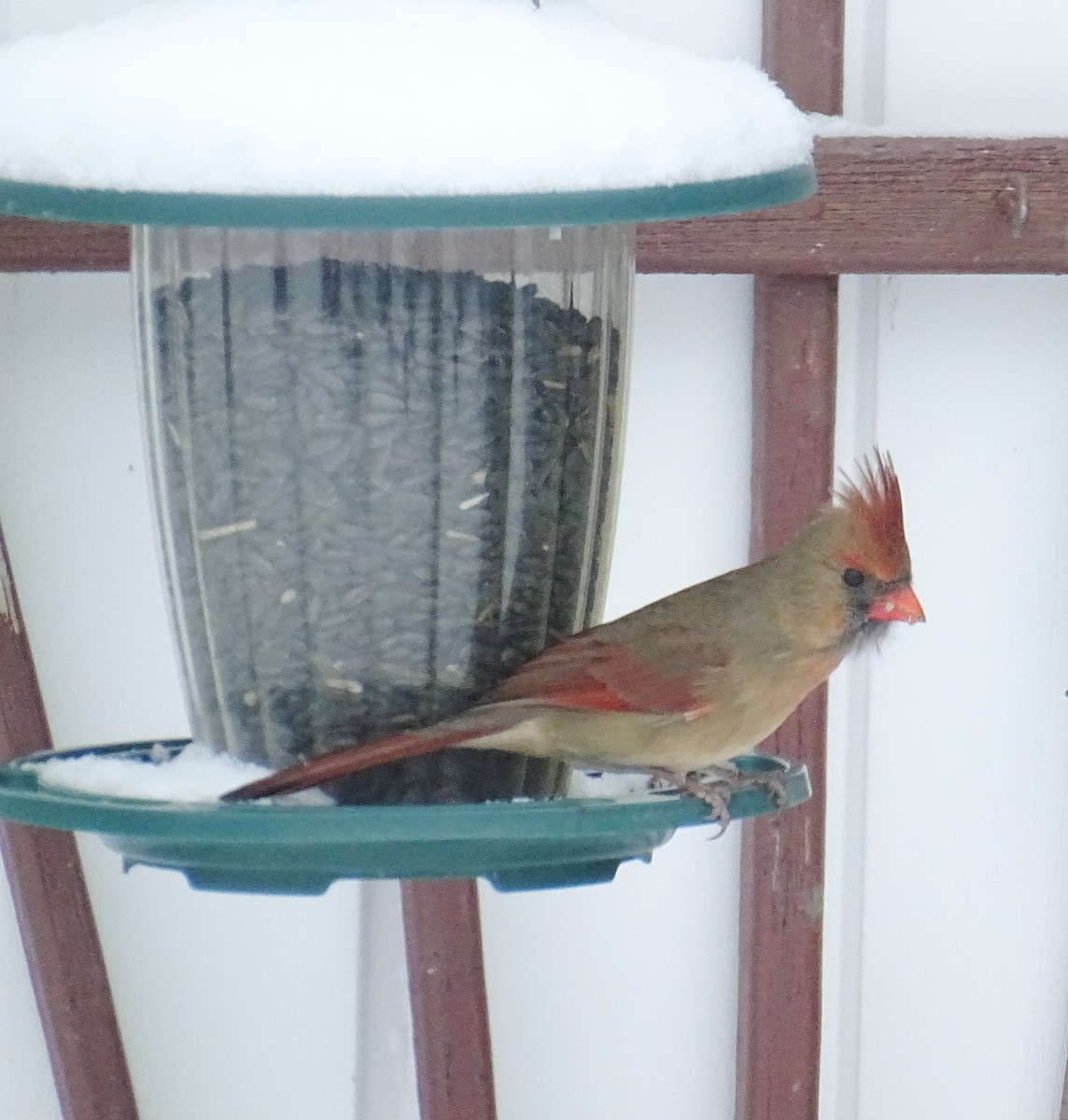 Northern Cardinal - ML646254667