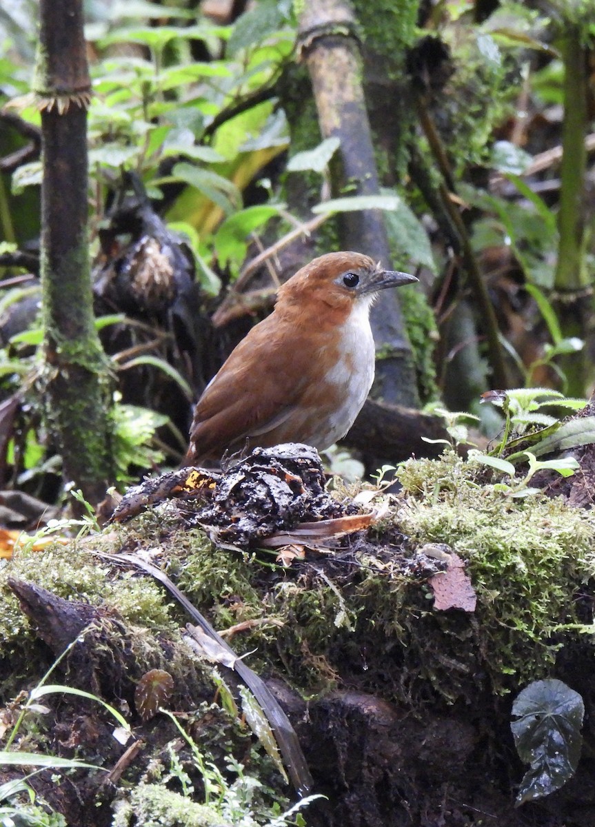 Tororoí Ventriblanco - ML646254668