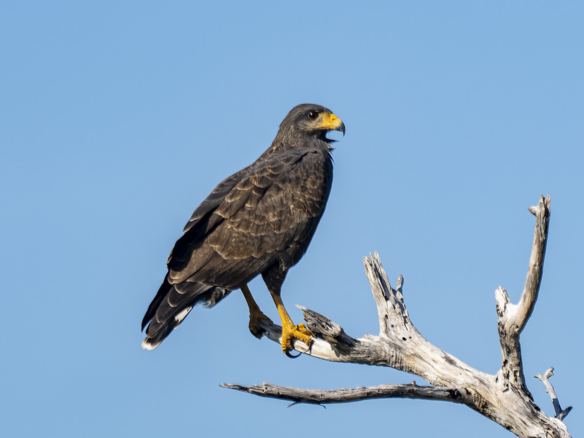 Cuban Black Hawk - ML646254673