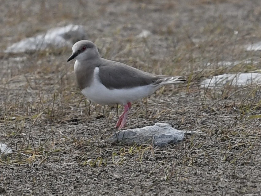 Магелланова ржанка - ML646254680
