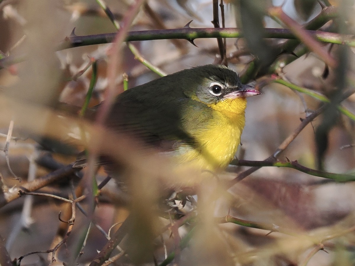 lesníček žlutoprsý - ML646254681