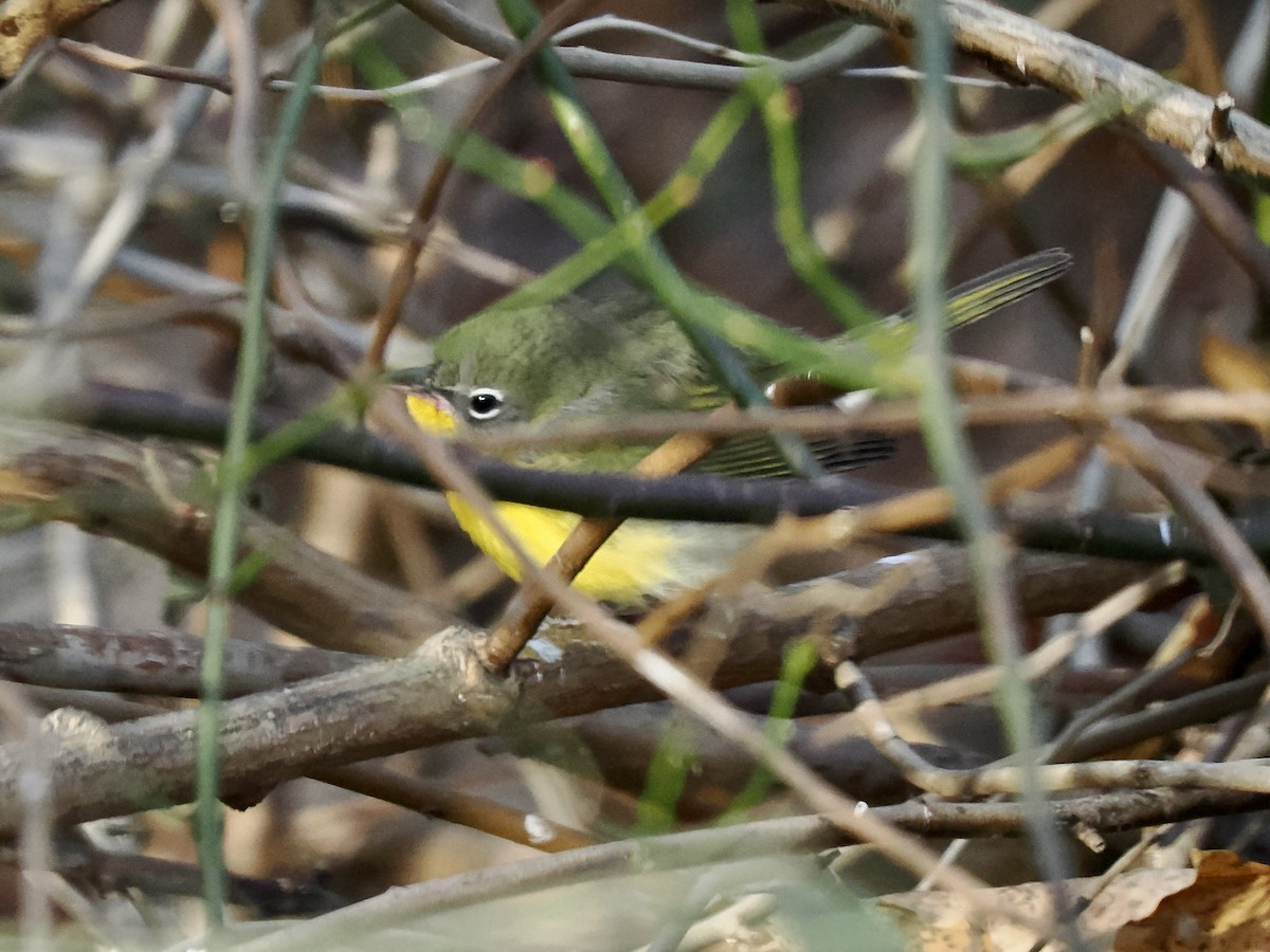 lesníček žlutoprsý - ML646254684