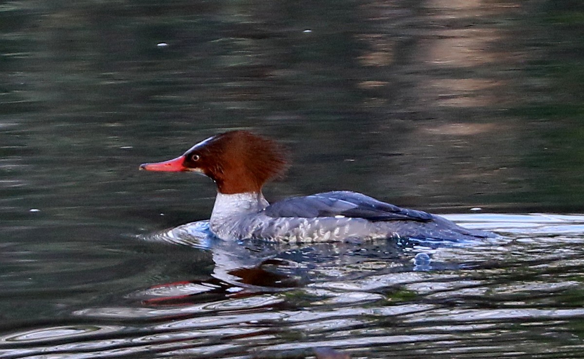 Smergo maggiore - ML646254685