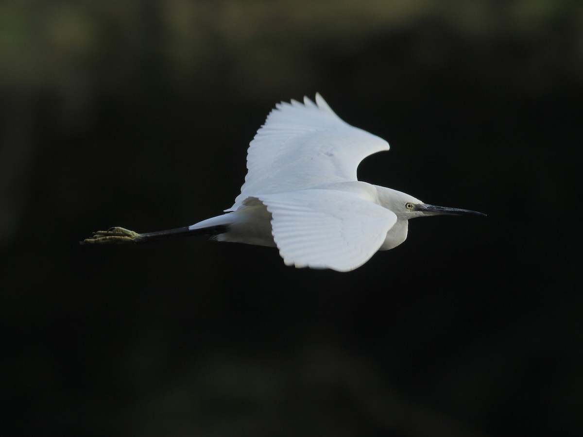 Little Egret (Western) - ML646254686
