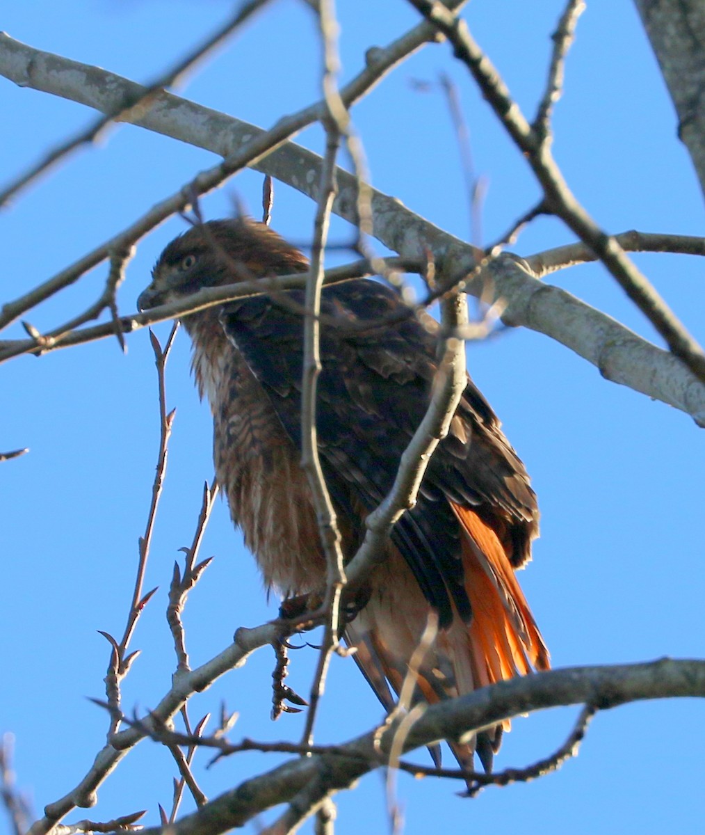 Poiana codarossa - ML646254692