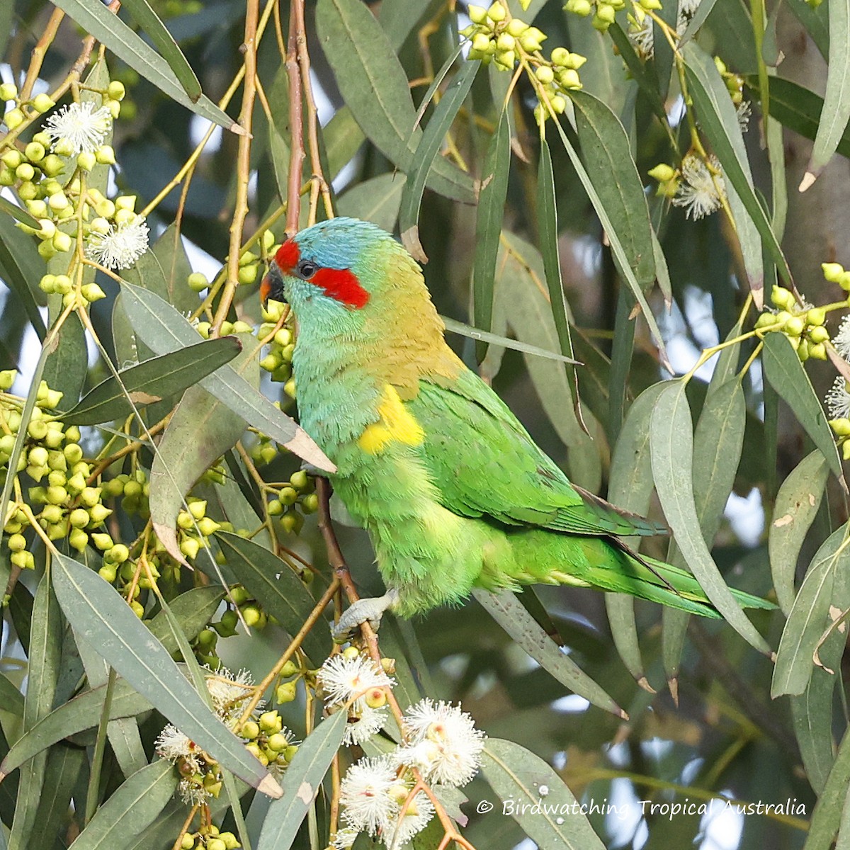 Musk Lorikeet - ML646254693