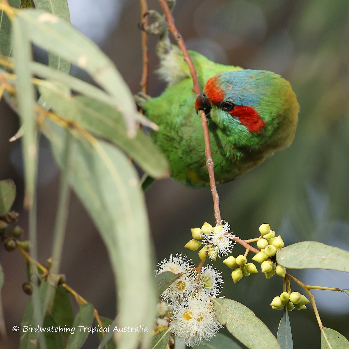 Musk Lorikeet - ML646254694