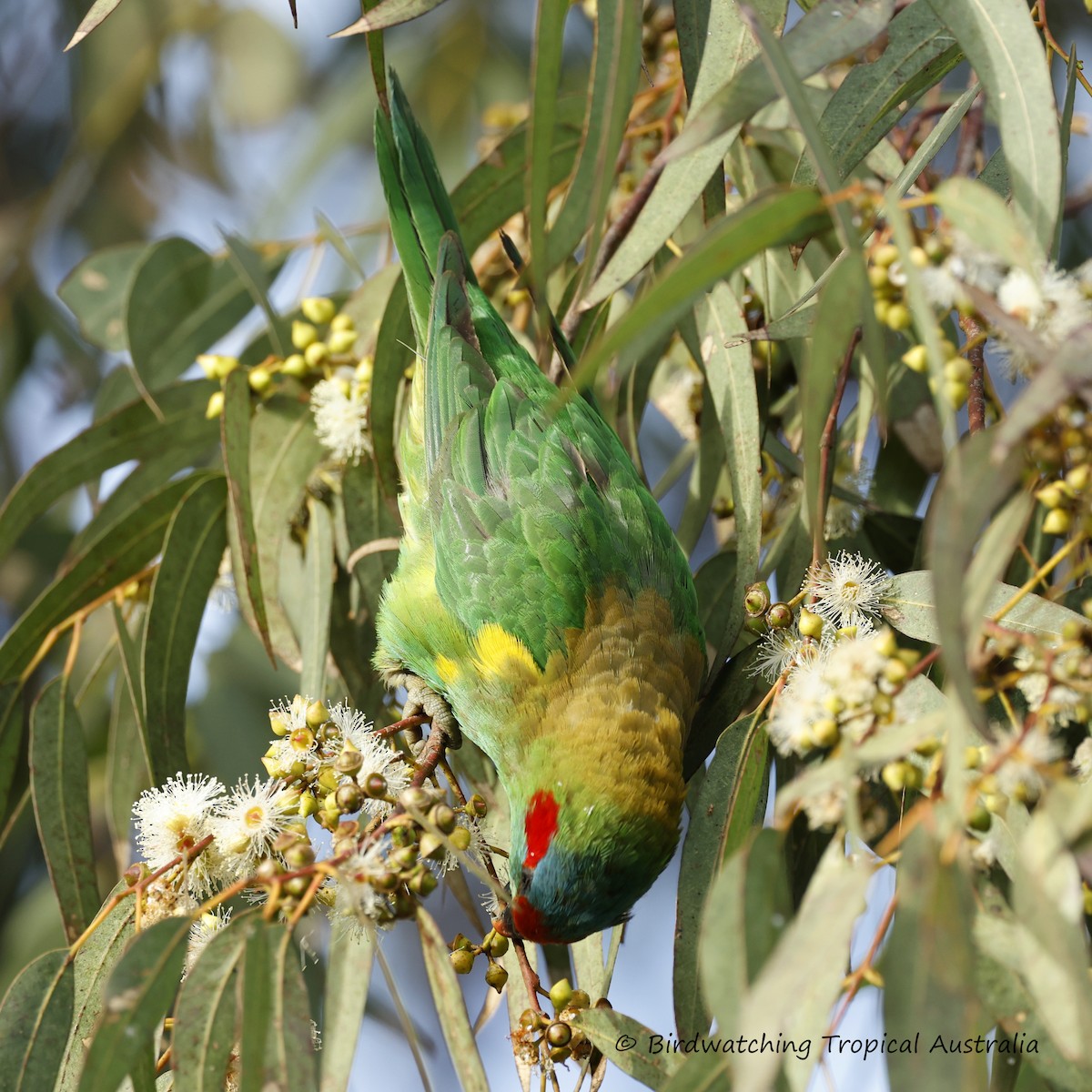 Musk Lorikeet - ML646254695