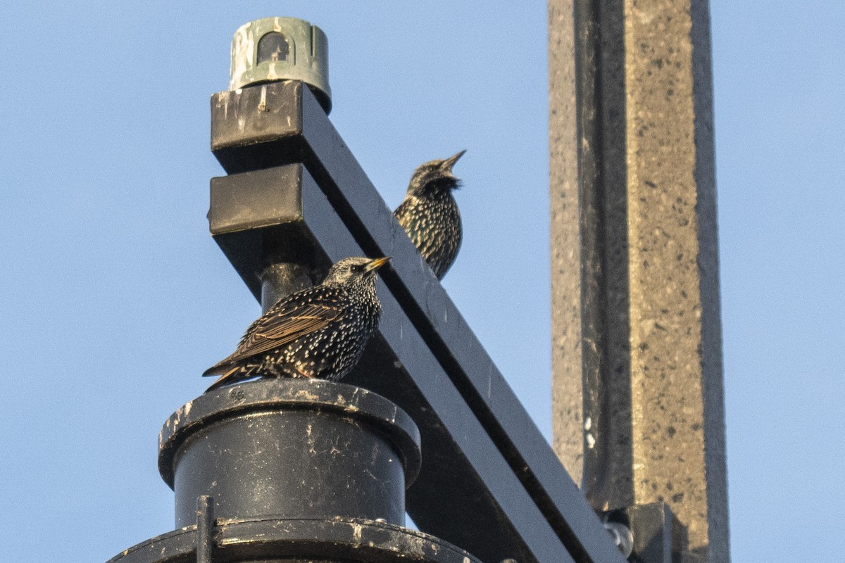 European Starling - ML646254703