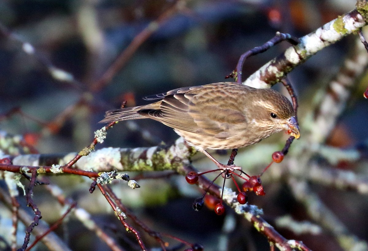 Purple Finch - ML646254707