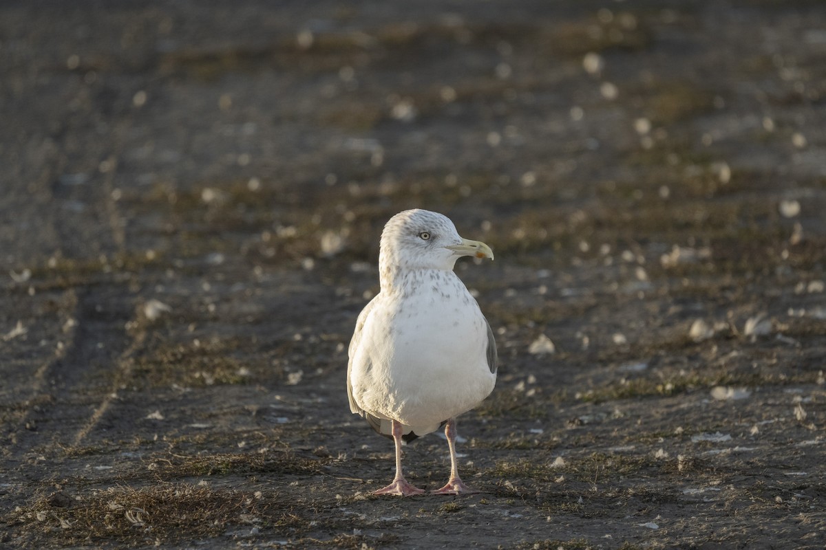 American Herring Gull - ML646254708