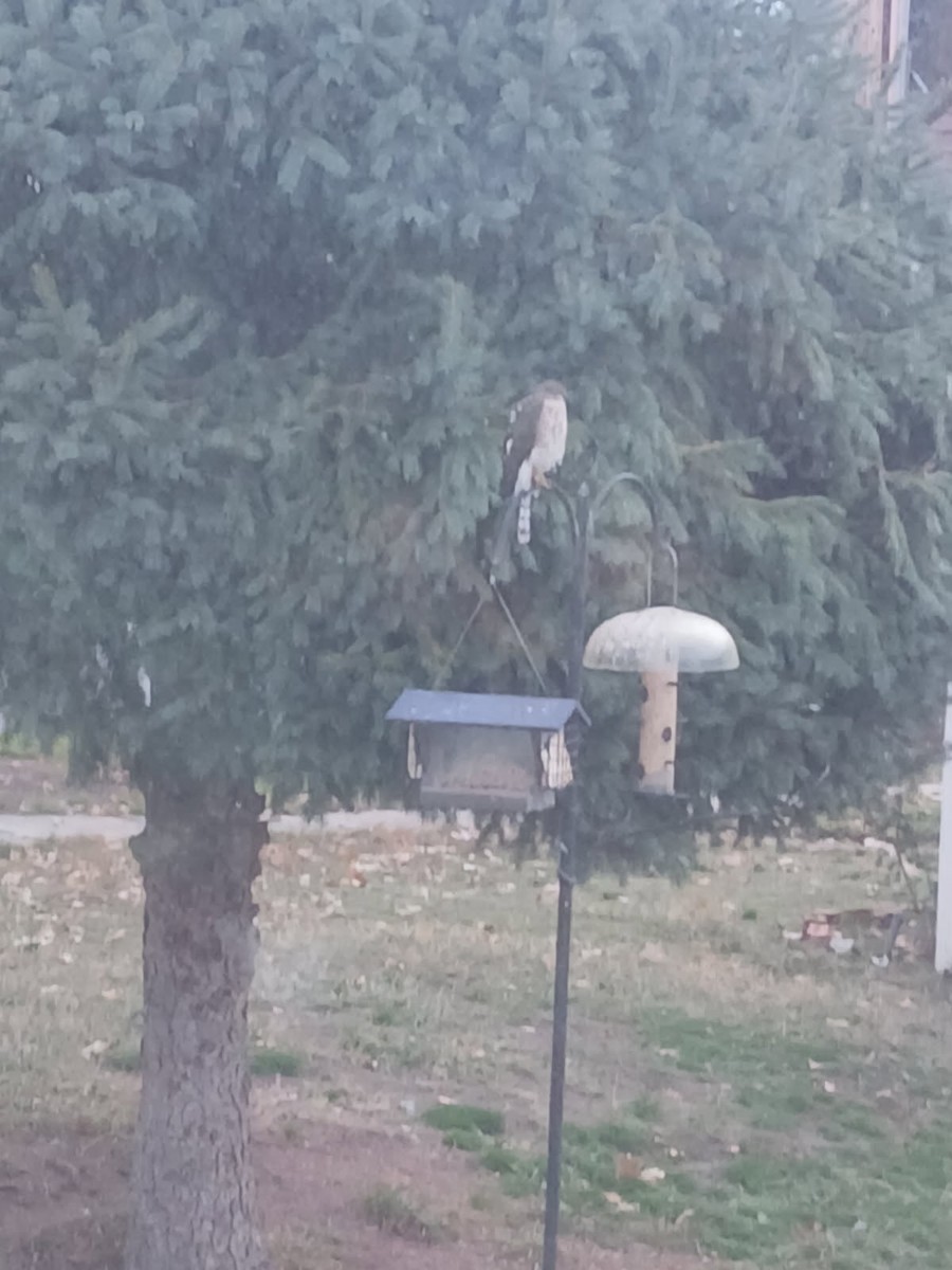 Sharp-shinned Hawk - ML646254709