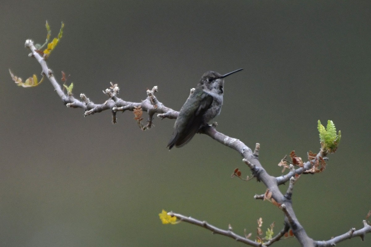 Colibri à gorge rubis - ML646254711