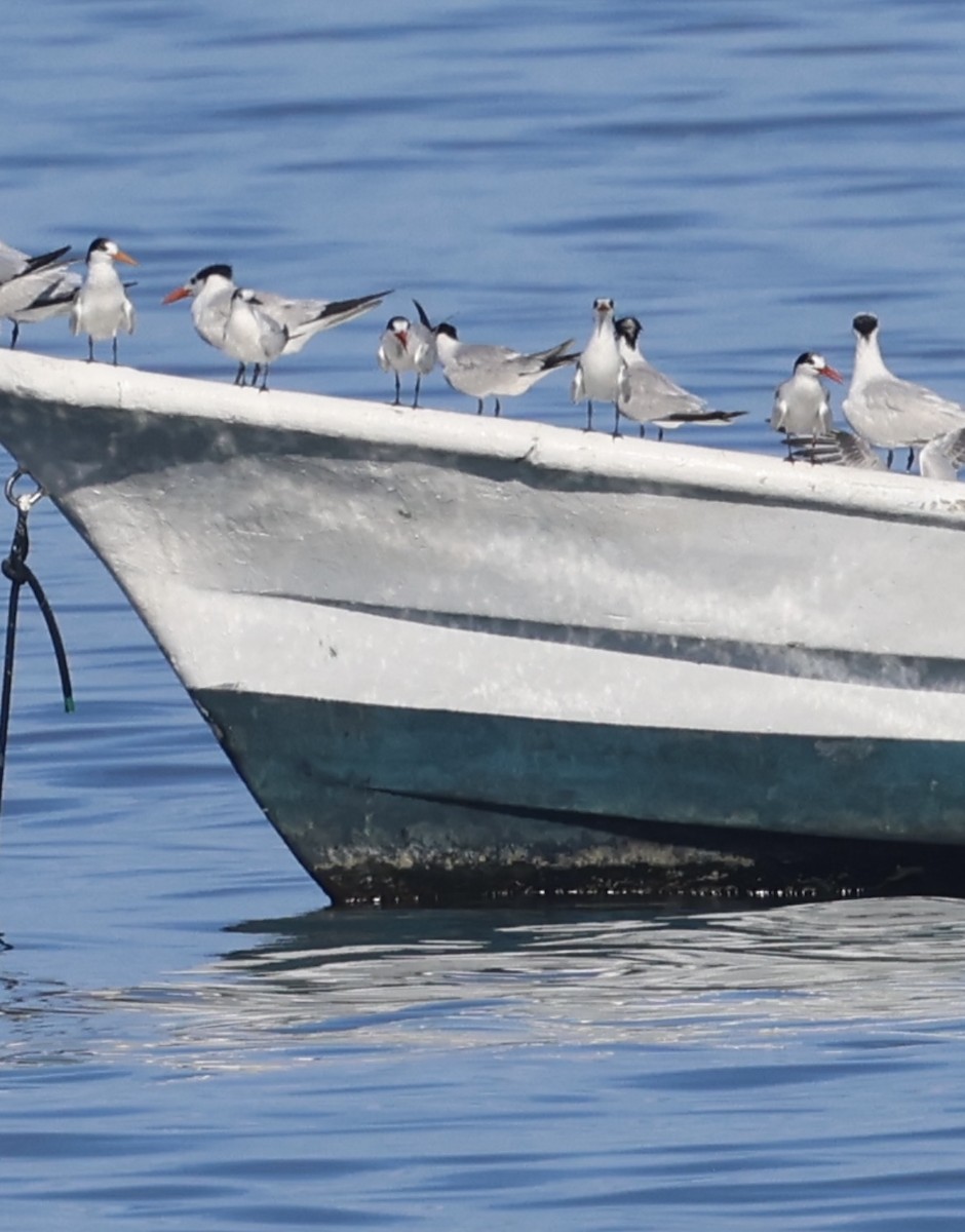 Common Tern - ML646254712