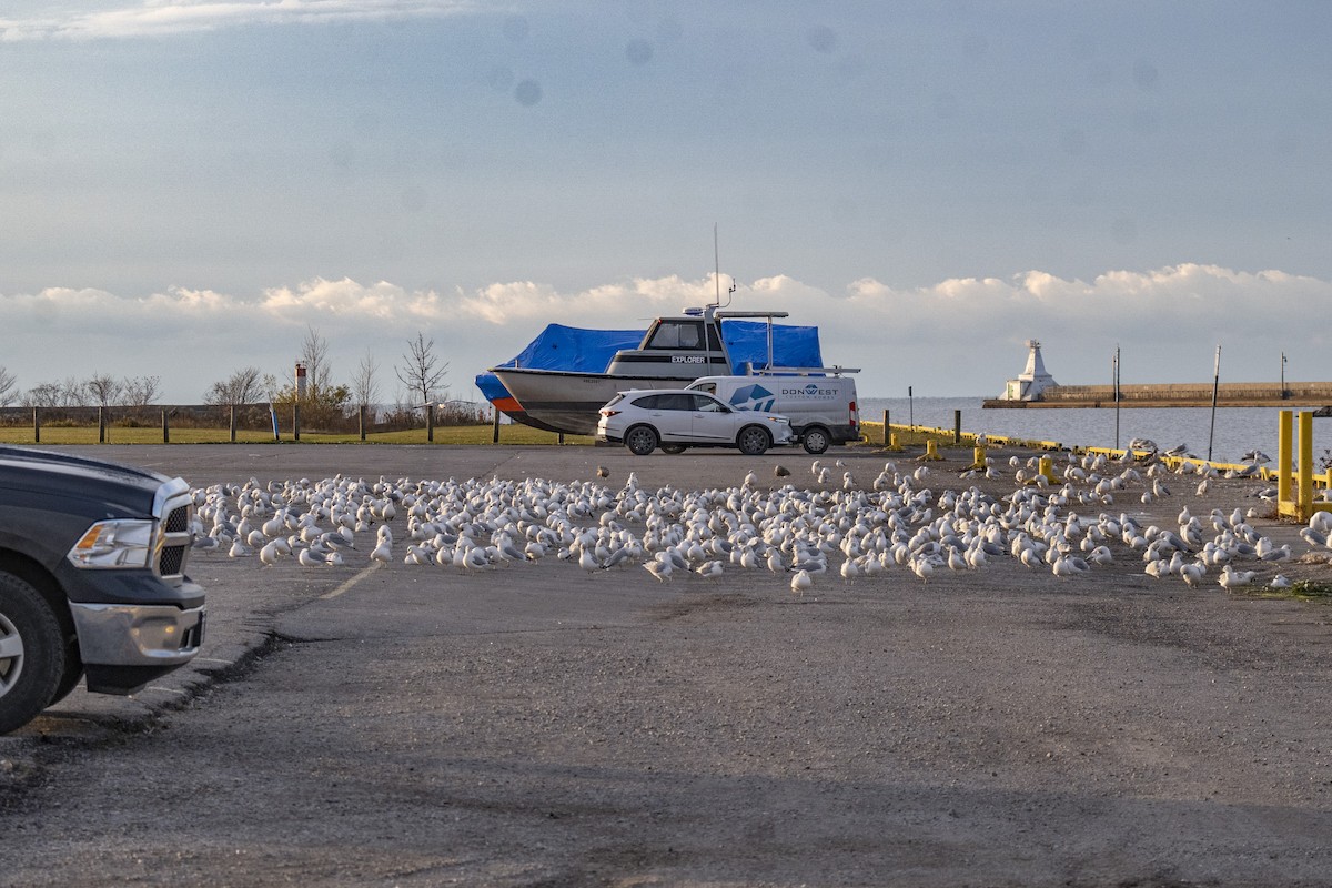 Ring-billed Gull - ML646254713