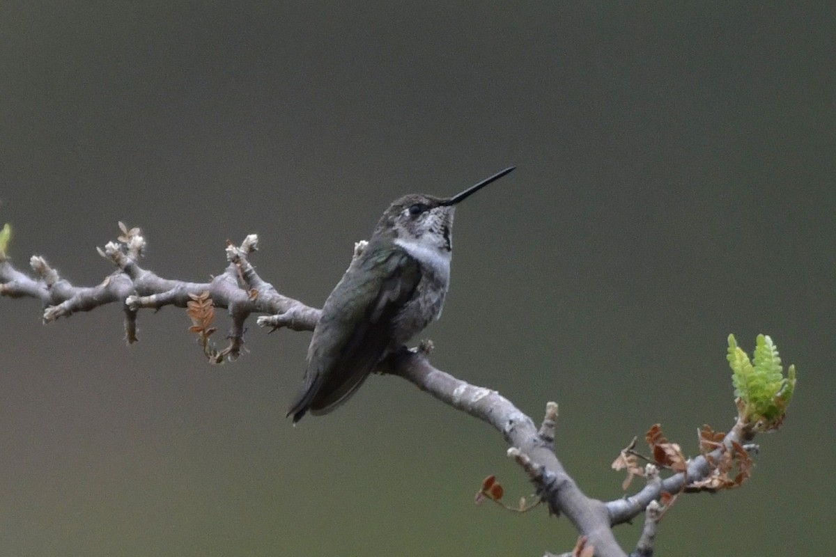 Colibri à gorge rubis - ML646254715