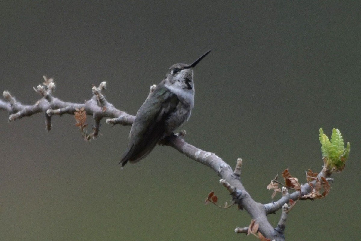Colibri à gorge rubis - ML646254718