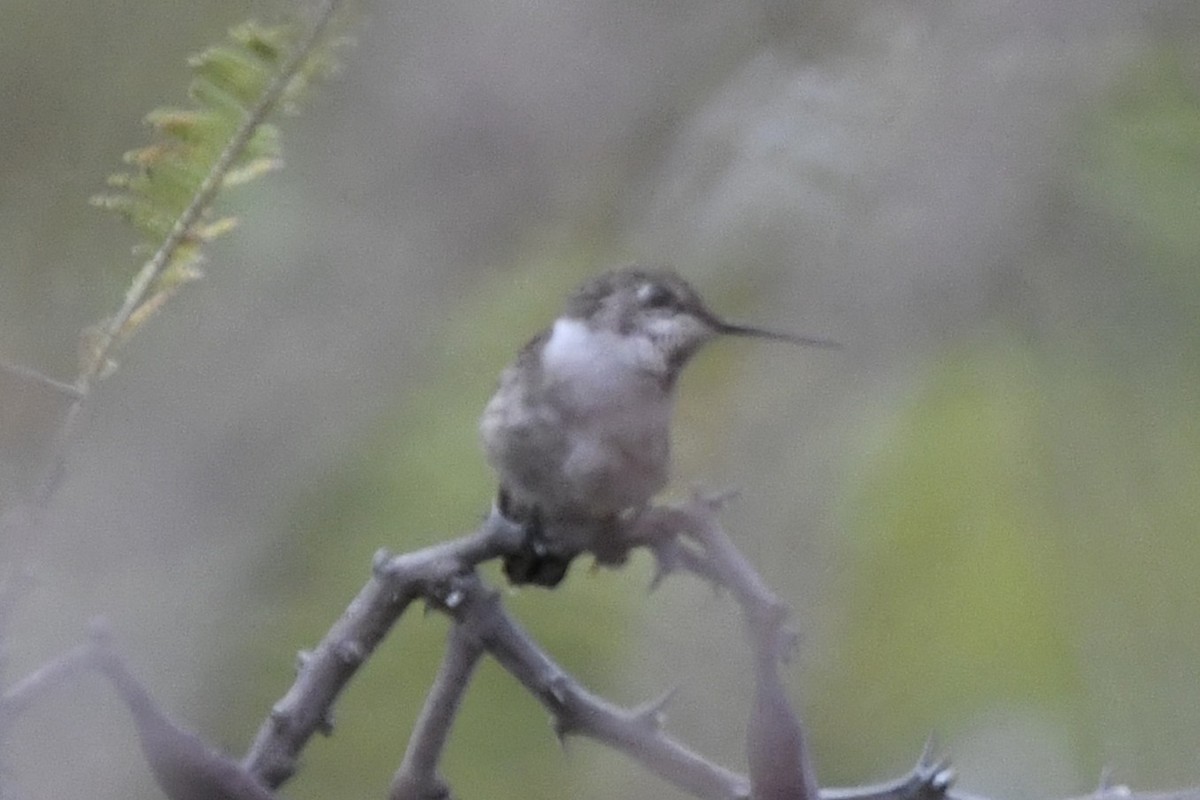 Colibri à gorge rubis - ML646254719