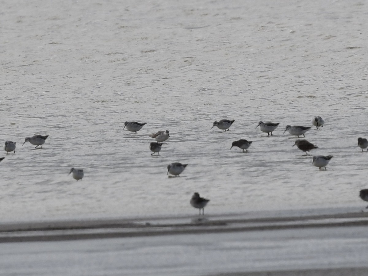 Wilsonwassertreter - ML646254722