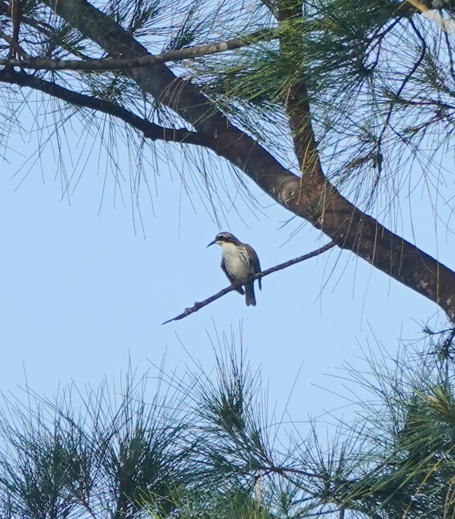 stripetreklatrer - ML646254726