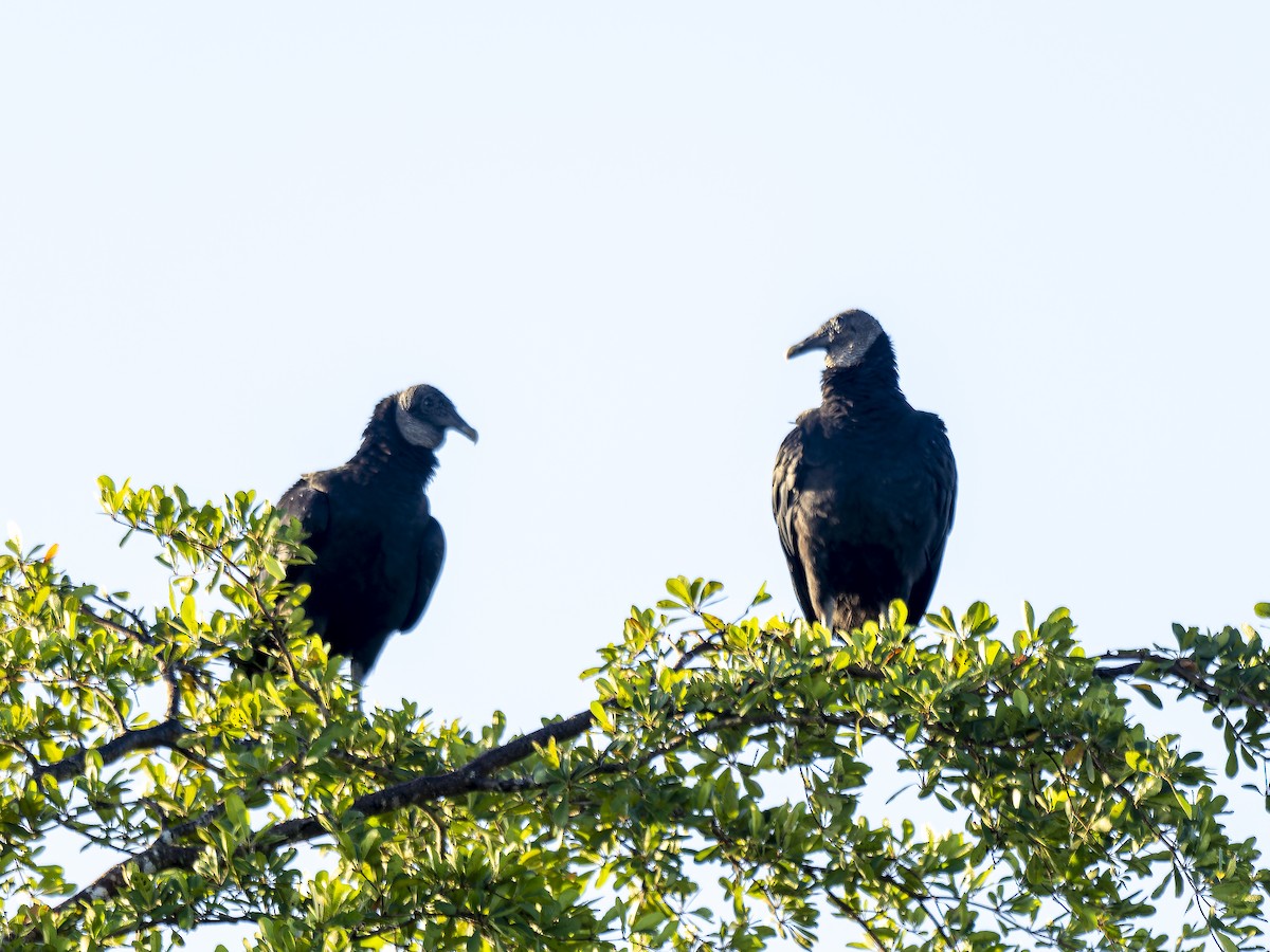 Black Vulture - ML646254728