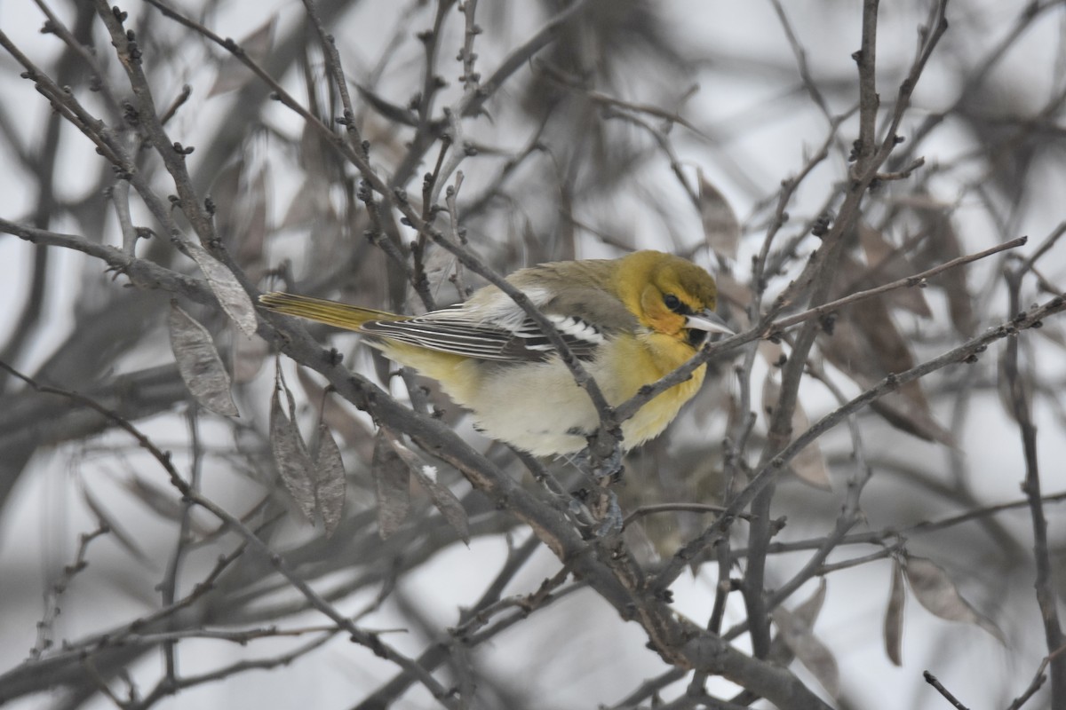 Bullock's Oriole - ML646254729