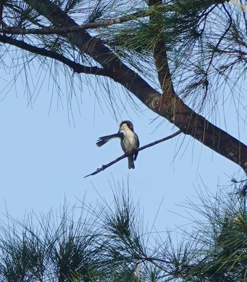 stripetreklatrer - ML646254732