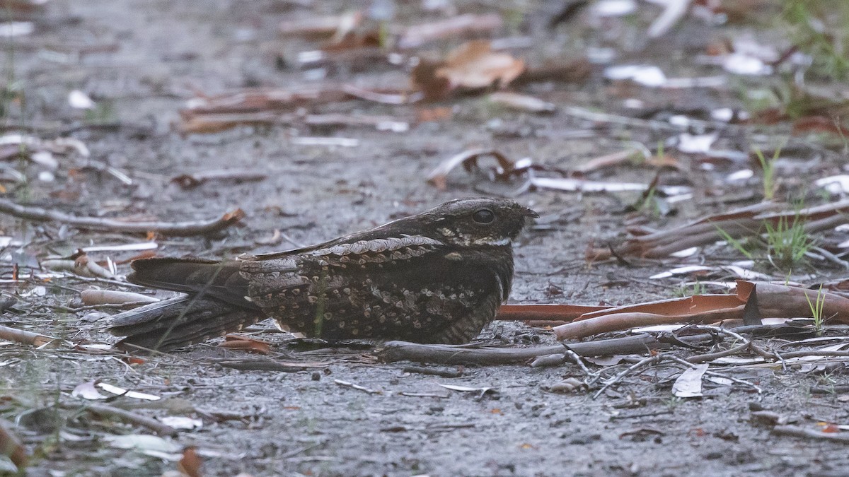 White-throated Nightjar - ML646254734