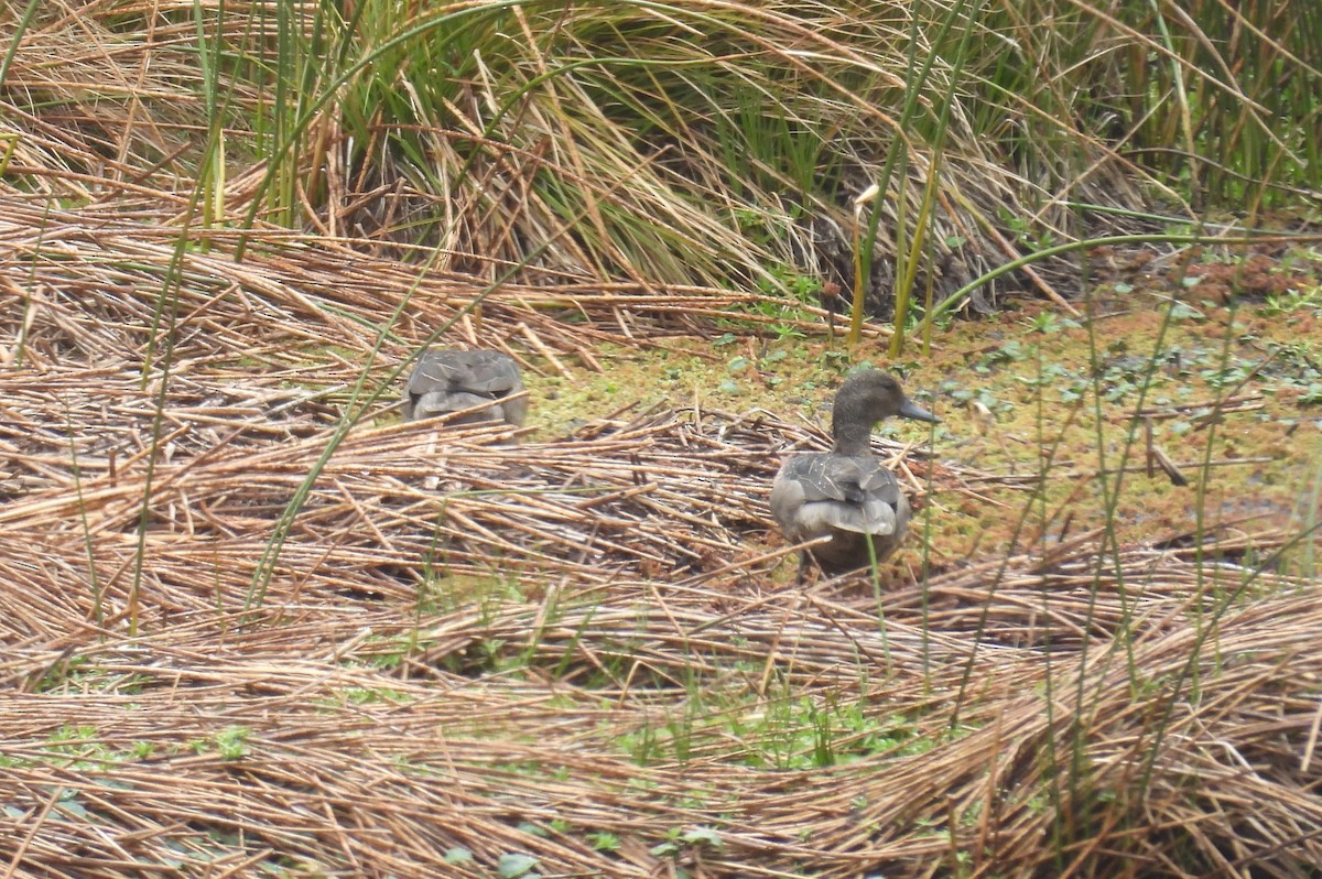 Andenente - ML646254735