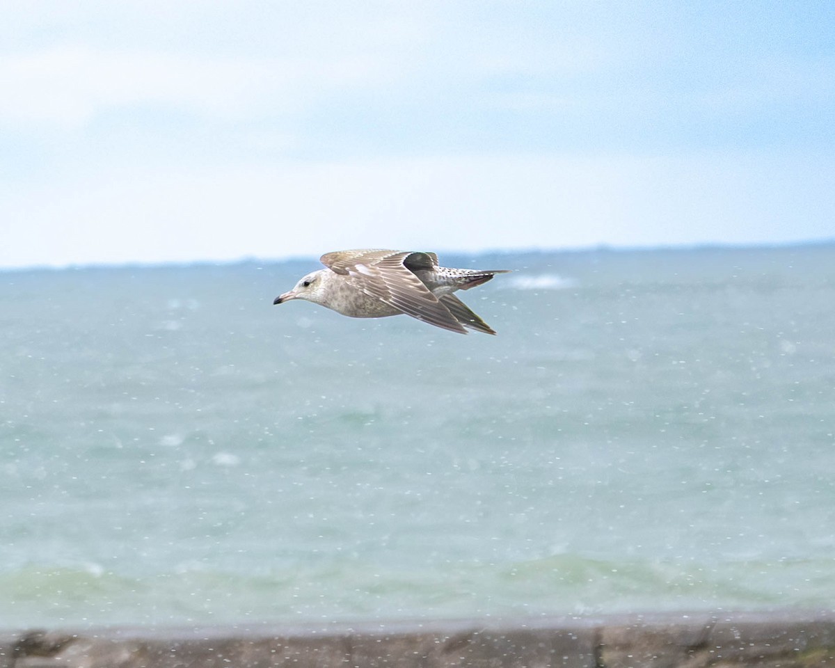 racek americký - ML646254736